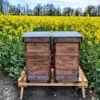 Bienenvolk erstellen Wunstorf