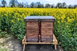 Bienenvolk erstellen Wunstorf