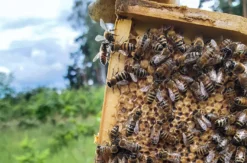 Bienenvolk erstellen Wunstorf