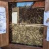 Bienenvolk hautnah Wunstorf
