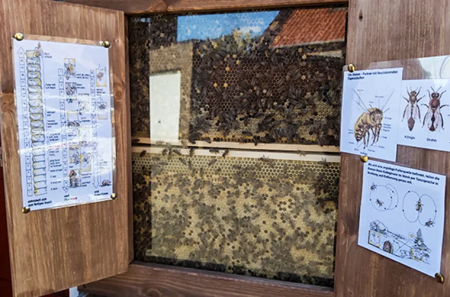 Bienenvolk hautnah Wunstorf