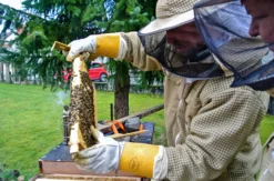 Bienenvolk hautnah Wunstorf