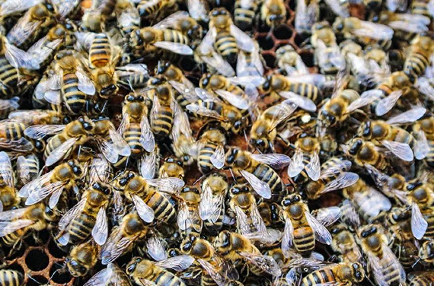Bienenvolk hautnah Wunstorf