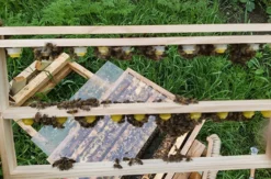 Bienenvolk hautnah Wunstorf