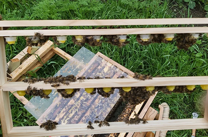 Bienenvolk hautnah Wunstorf