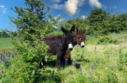 Camping im Tierpark Arche Warder für 2 (2 Nächte)
