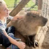 Capybara streicheln Wulften