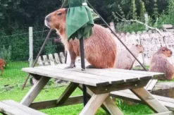 Capybara streicheln Wulften