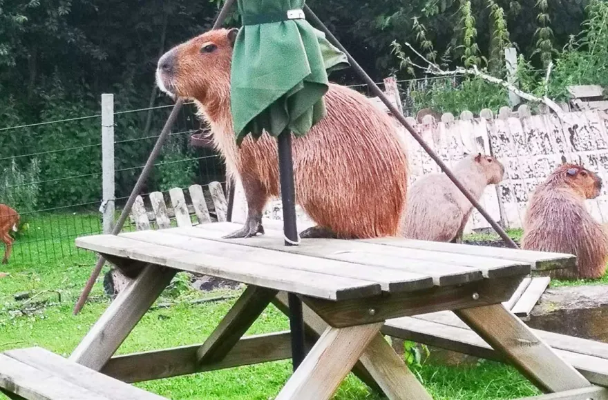 Capybara streicheln Wulften