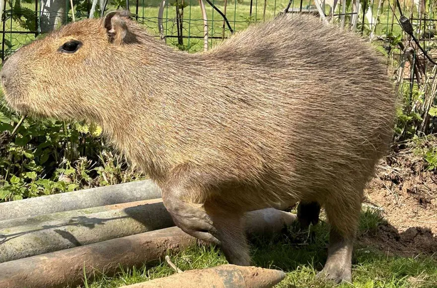 Capybara streicheln Wulften