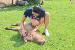 Capybara streicheln Wulften