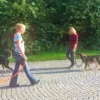 Crash-Kurs in der Hundeschule bei Traunreut