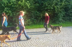 Crash-Kurs in der Hundeschule bei Traunreut
