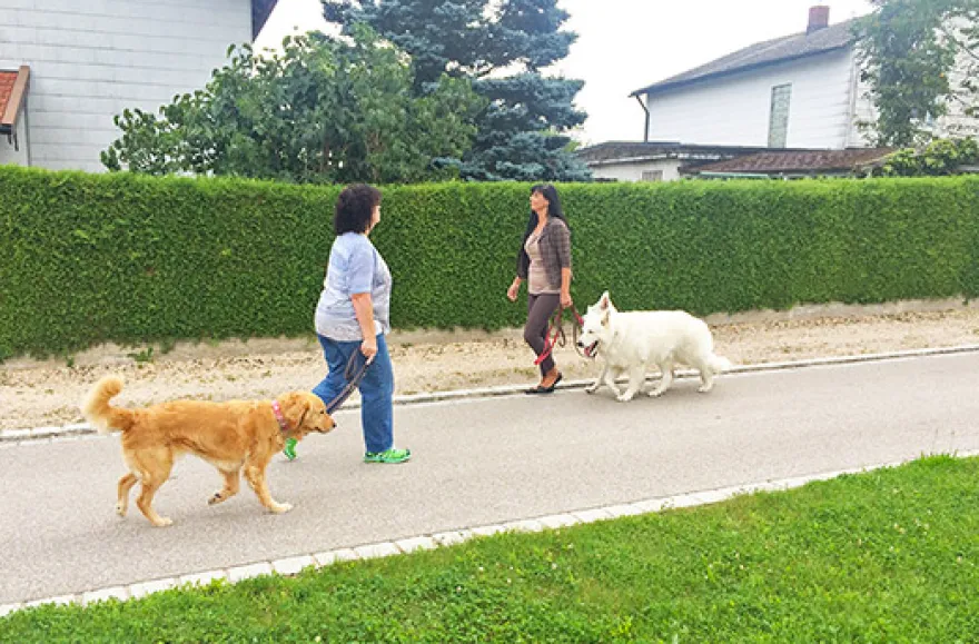 Crash-Kurs in der Hundeschule bei Traunreut