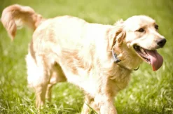 Crash-Kurs in der Hundeschule bei Traunreut