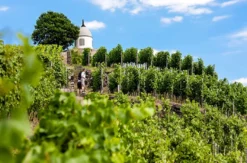 Dresden Kurzurlaub mit Weinprobe für 2