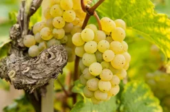 Dresden Kurzurlaub mit Weinprobe für 2