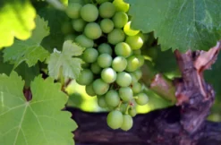 Ein Tag im Weinberg