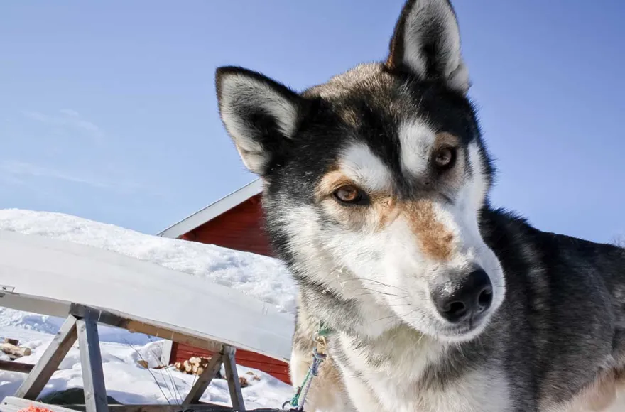 Eisbrecherabenteuer am bottnischen Meerbusen für 2 (3 Nächte)