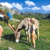 Esel-Trekking-Tour