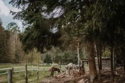 Eselwanderung Dahn (4 Std.)