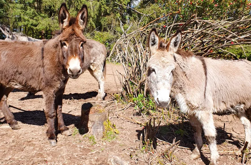 Eselwanderung Eppenbrunn für 2 (2 Std.)