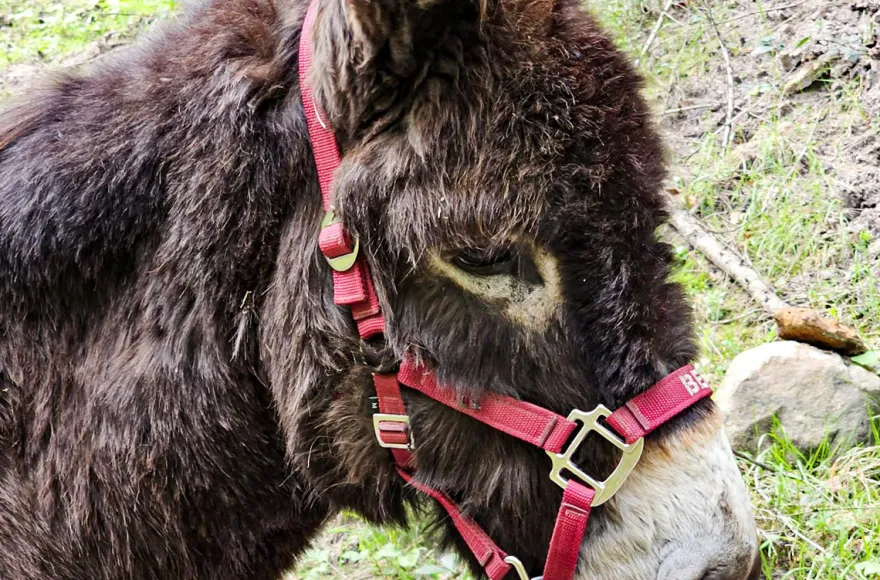 Eselwanderung Eppenbrunn für 2 (2 Std.)