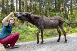 Eselwanderung Fichtenau