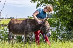 Eselwanderung Fichtenau