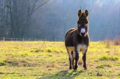 Eselwanderung Fichtenau