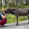 Eselwanderung für 2 Fichtenau