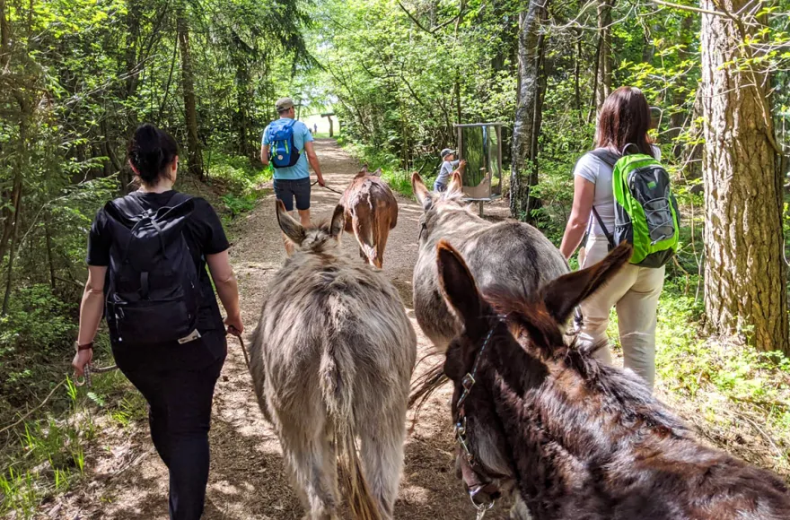 Eselwanderung für 2 Fichtenau