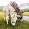 Eselwanderung für 2 Pfronten
