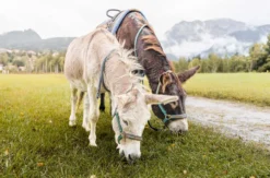 Eselwanderung für 2 Pfronten