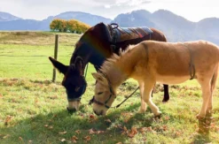 Eselwanderung für 2 Pfronten