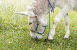 Eselwanderung für 2 Pfronten