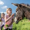 Eselwanderung in Untrasried für 2