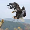 Falkner-Erlebnis
