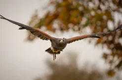 Falkner Erlebnis Streitheim