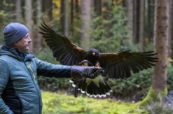 Falkner Erlebnis Streitheim