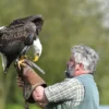 Falkner für einen Tag Riedenburg (Weißkopfseeadler)