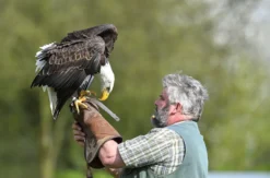 Falkner für einen Tag Riedenburg (Weißkopfseeadler)