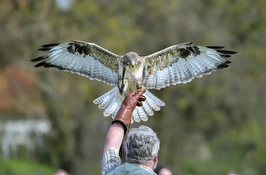 Falkner für einen Tag Riedenburg (Weißkopfseeadler)