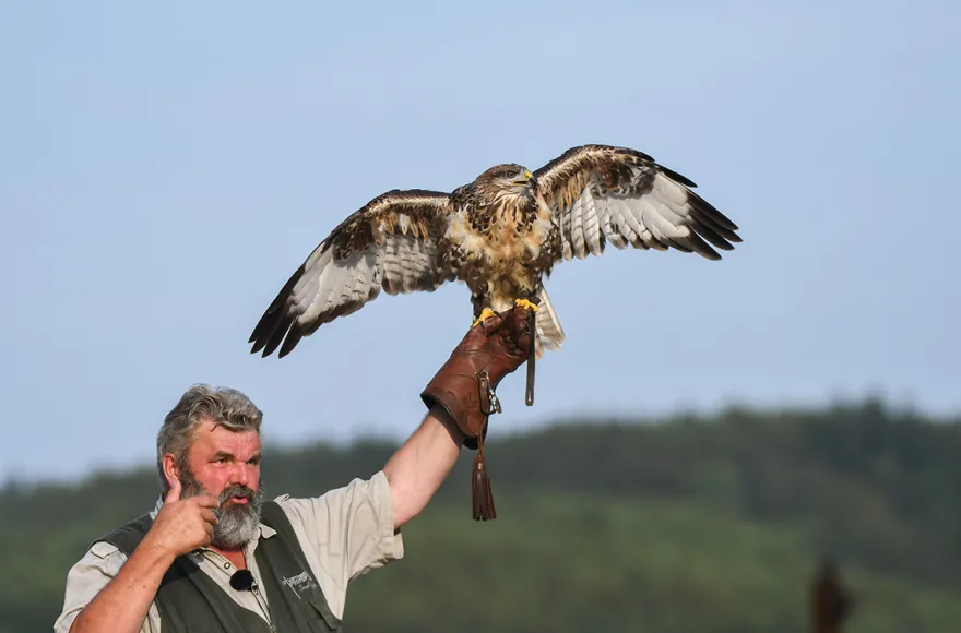 Falkner für einen Tag Riedenburg (Weißkopfseeadler)