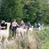 Feierabend-Walk mit Alpakas für 2