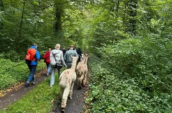 Feierabend-Walk mit Alpakas für 2