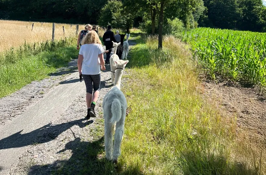 Feierabend-Walk mit Alpakas für 2