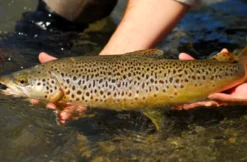 Fliegenfischen im Wettersteingebirge