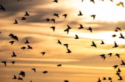 Fotografie Kurs Ammersee (Vögel und Natur)