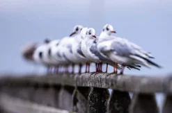 Fotografie Kurs Ammersee (Vögel und Natur)